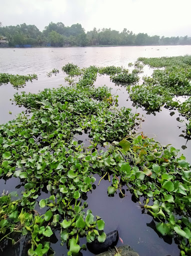 Attractions and Activities in Alappuzha
