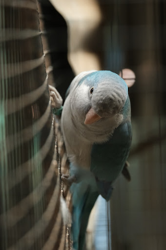 Saras Exotic Birds Center activities