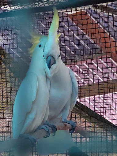 Saras Exotic Birds Center