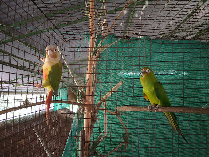 Saras Exotic Birds Center Alappuzha Images
