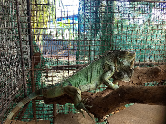Saras Exotic Birds Center Entry Details